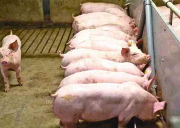 Головна перевага рідкої годівлі перед сухою у свинарстві – економічна ефективність – Економіка