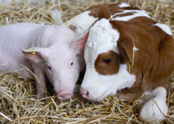 USDA прогнозує скорочення поголів’я ВРХ та свиней в Україні – Економіка