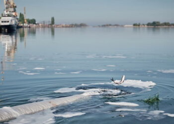 У Кременчуцьке водосховище вселять майже 67 тонн молоді товстолоба – Економіка