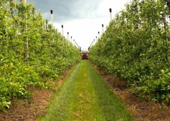 19 підприємств Київщини отримали гранти на створення садів та теплиць