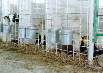 Холодне утримання телят впливає на зміну фенотипу – Економіка