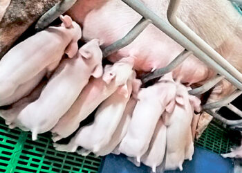 Як збільшити молочну продуктивність свиноматки – Економіка