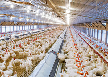 Про повну енергетичну незалежність птаховиробництв говорити ще зарано – Економіка