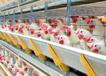 Збудник синдрому зниження несучості-76 досить стійкий до дії фізико-хімічних чинників – Економіка