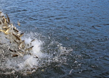 Водойми України зариблять мальками товстолоба, коропа та білого амура – Економіка