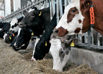 Майже 1400 підприємств в Україні утримують ВРХ – Економіка