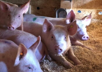 На Полтавщині від АЧС загинуло 10 свиней – Економіка
