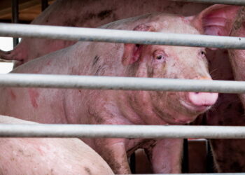 Свинарі не мають позитивних очікувань на кінець року – Економіка