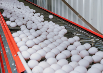 Експорт яєць за три квартали зріс на 41% – Економіка