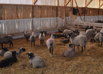 Експорт овець і кіз за 3 квартали приніс $1 млн – Економіка