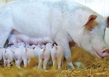 Свиноматка покриває вкладені в неї інвестиції після четвертого опоросу – Економіка