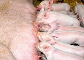 Що впливає на молочну продуктивність свиноматок – Економіка