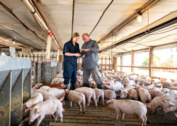 У Вінницькій області виставили на продаж діючий свинокомплекс на 5 500 голів Економіка