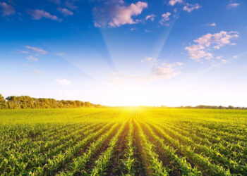 Найбільшу ділянку Земельного банку виставили на аукціон за суборендою зі стартовою ціною 12,18 млн грн Економіка