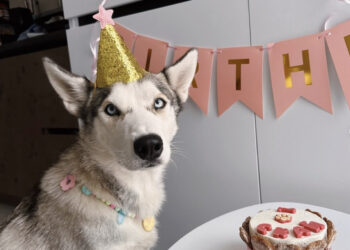 Кондитерська Fluffy & Family для собак відкрилася у Києві | ПРО ГОЛОВНЕ