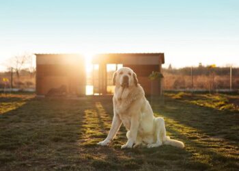 На Київщині проведуть щеплення домашніх тварин проти сказу