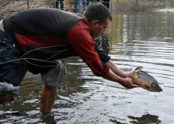 На Київщині у водосховище випустили майже 5 тонн риби(ВІДЕО)