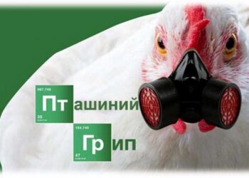 Пташиний грип на Київщині: як дикі птахи загрожують здоров’ю мешканцям столичного регіону