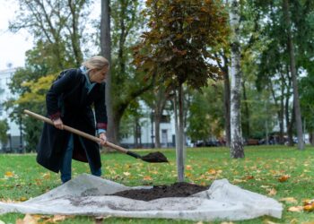 У Києві висадили клени в пам’ять про загиблих воїнів-музикантів | ПРО ГОЛОВНЕ