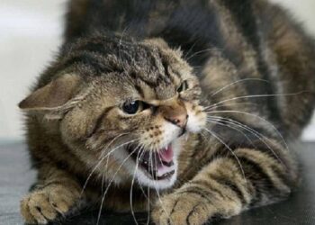 У селі на Обухівщині запроваджено карантин через сказ