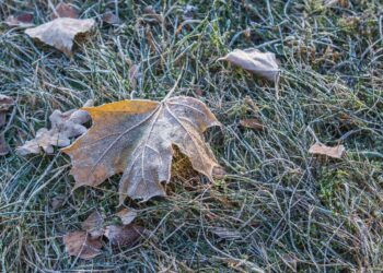 В Україну йдуть заморозки – синоптикиня