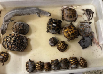 В зоомагазині в Кракові виявили мертвих тварин – СВІТ