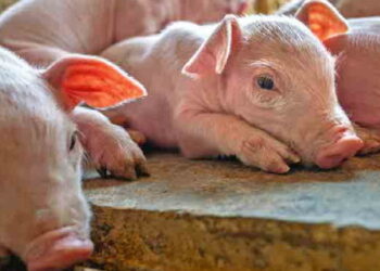 «Масарівські Липки» поліпшують збережність поросят за допомогою замінника молока – Економіка