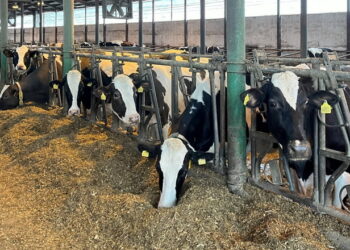 Пробіотичні дріжджі підвищують молочну продуктивність корів – Економіка