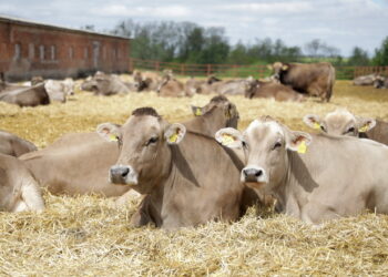 За 10 місяців в Єдиному держреєстрі тварин зареєстровано 460,6 тис. голів ВРХ – Економіка