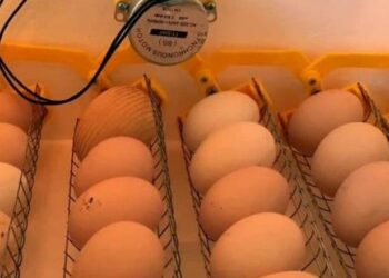 Спалахи аспергільозу можливі й у інкубаторіях – Економіка