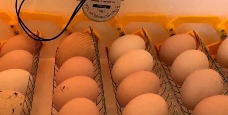 Спалахи аспергільозу можливі й у інкубаторіях – Економіка