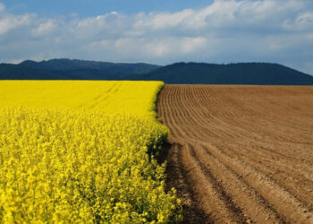 Український ринок сільгоспземель зріс на $3,9 млрд з початку року Економіка