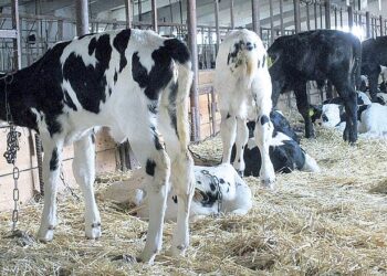 «Понори» планують побудувати телятник – Економіка