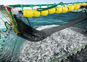 За лот на право вилову в Кременчуцькому водосховищі змагалося найбільше учасників – Економіка