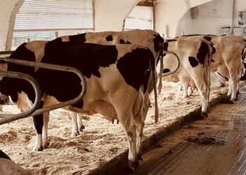 За падіння продуктивності корів досліджують гній – Економіка