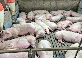 Живець свиней подорожчав до 63,3 грн/кг – Економіка