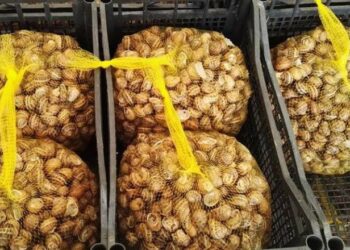 За 9 місяців Україна збільшила експорт молюсків на 31,1% – Економіка