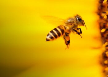 Зміна клімату, гібридізація, розорювання земель ‒ серйозні виклики для пасічників – Економіка