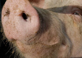 На Миколаївщині зафіксували спалах АЧС – Економіка