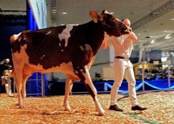 Міжнародна виставка EuroTier дала новий поштовх розвитку тваринництва – Економіка