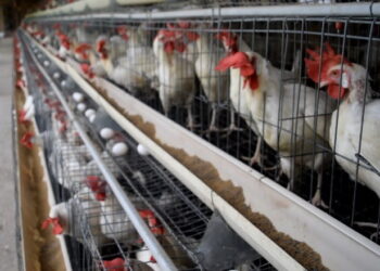 Експерт зорієнтував, коли стабілізується ринок харчового яйця – Економіка