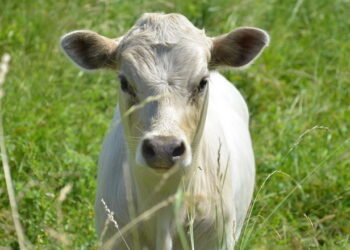Як діагностують диспепсію в телят – Економіка