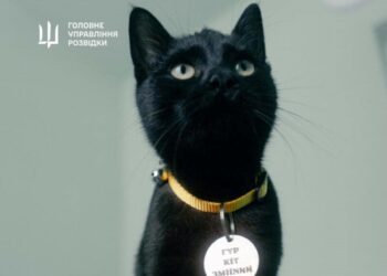 “ГУР-КІТ”. Українські розвідники евакуювали тварин з острова Зміїний. Фото