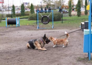 На Дарниці відкрили майданчик для собак | ПРО ГОЛОВНЕ