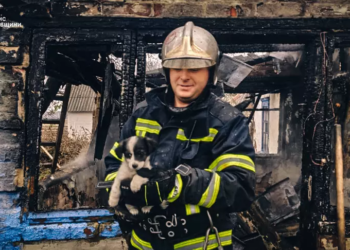 На Київщині бійці ДСНС врятували крихітне цуценя із палаючої хати