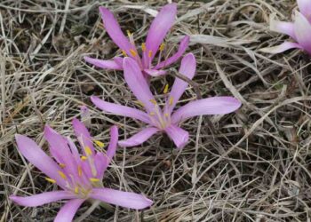 На Київщині створять ботанічну пам’ятку природи