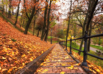 Туман і незначні дощі. Синоптикиня дала прогноз погоди на вихідні