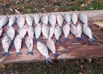 У Білоцерківському районі браконьєр завдав збитків на понад 50 тис грн