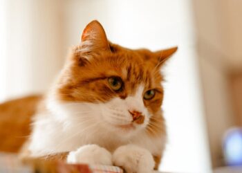 У Києві жінка дістала вирок за вбивство власного кота. Вона викинула його з восьмого поверху