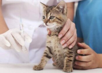 В Обухівському районі виявили випадок сказу кота